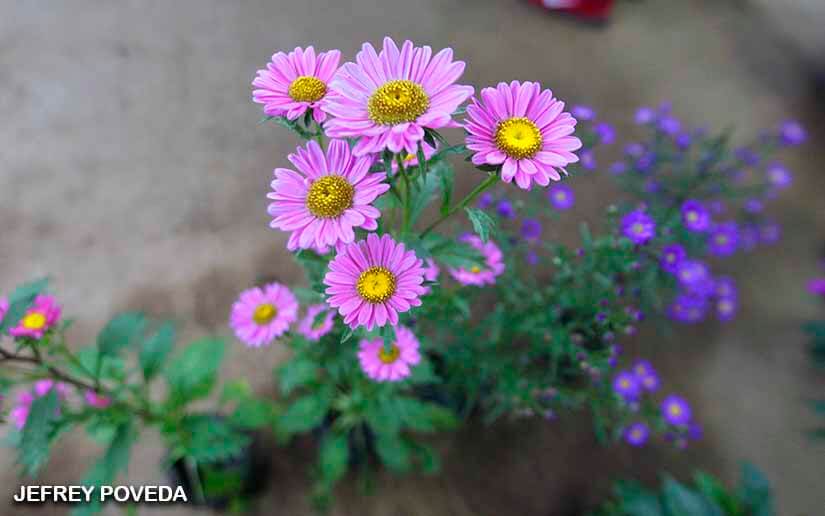FLORES